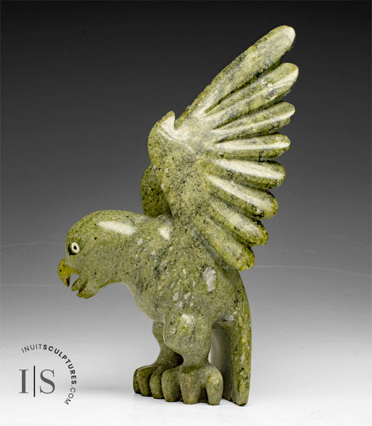 8" Hawk by Toonoo Sharky *In Prayer*