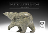 Ours qui marche 6" par Tim Pee