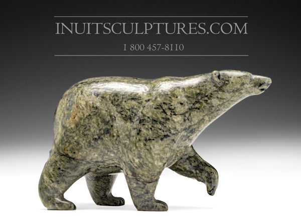 Ours qui marche 6" par Tim Pee